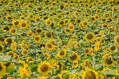 《鬼灭之刃：火神血风谭》免费更新第三弹：魇梦和珠世愈史郎